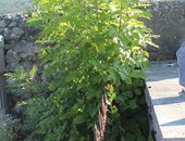 avant qu'il ne devienne un arbre ...