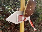 Si maintenant les cèpes poussent sur le balisage ...